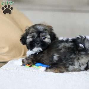Prince, Lhasa Apso Puppy